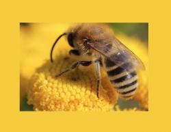 Logo - Imkerei Ahrens